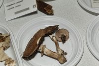 _MG_2349_DxOweb