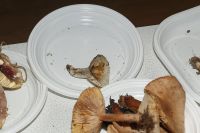 _MG_2394_DxOweb