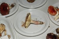 _MG_2406_DxOweb