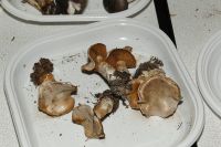 _MG_2436_DxOweb