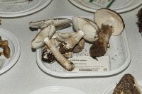 _MG_2459_DxOweb
