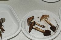 _MG_2478_DxOweb