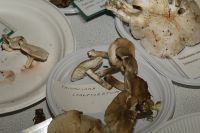 _MG_2563_DxOweb