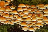 Hypholoma_fasciculare_IMG_0256_DxOarticle