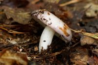 Russula_sp_IMG_0207_DxOarticle