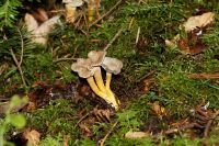 _Cantharellus_lutescens_IMG_1128_DxOarticle