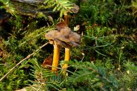 _Cantharellus_lutescens_IMG_1137_DxOarticle