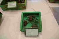 IMG_3708